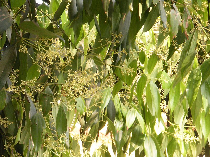 Превью Тамал