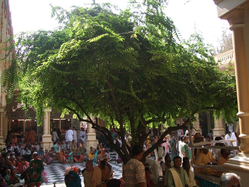 Превью Тамал