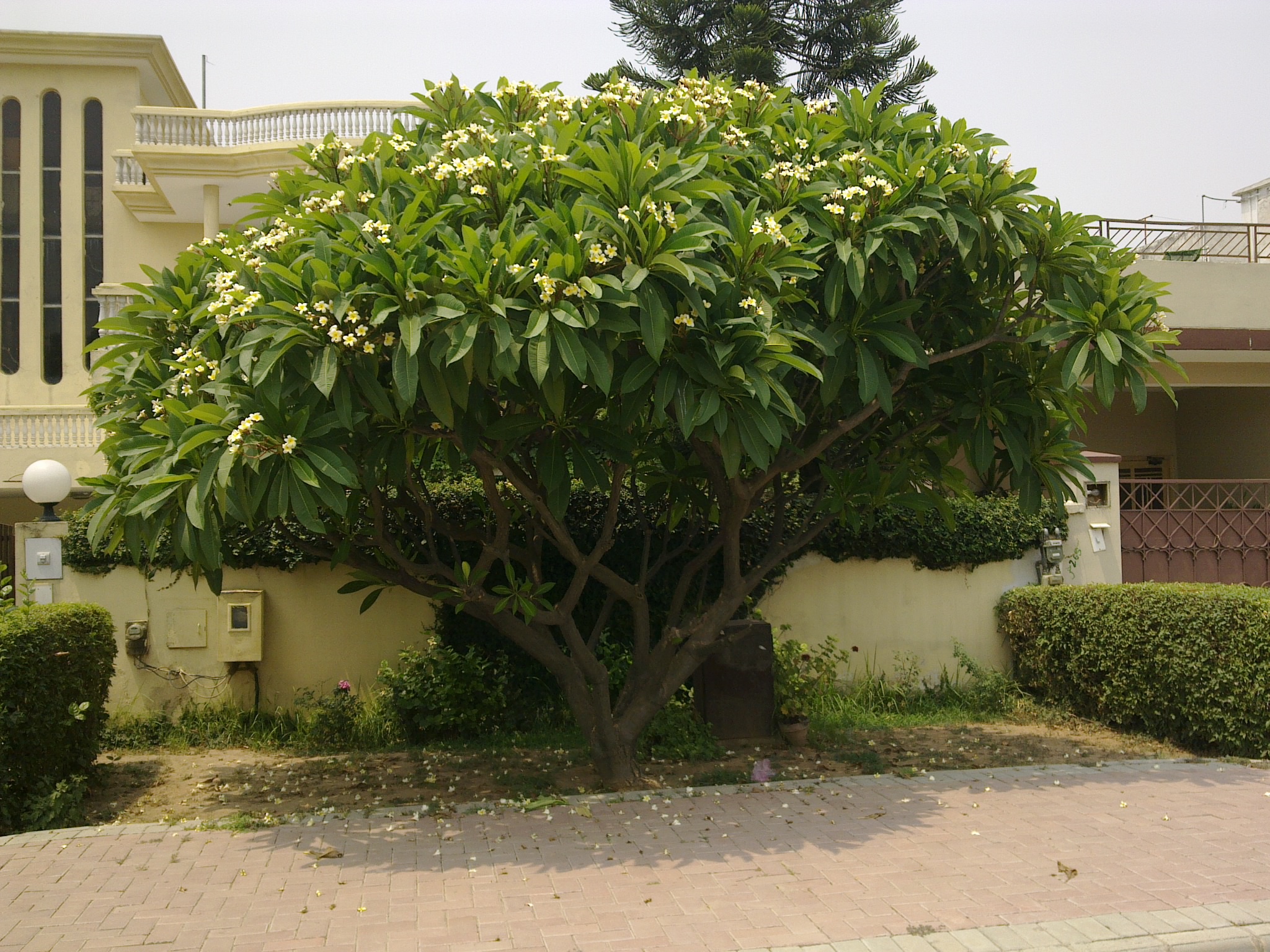 Превью Чампа