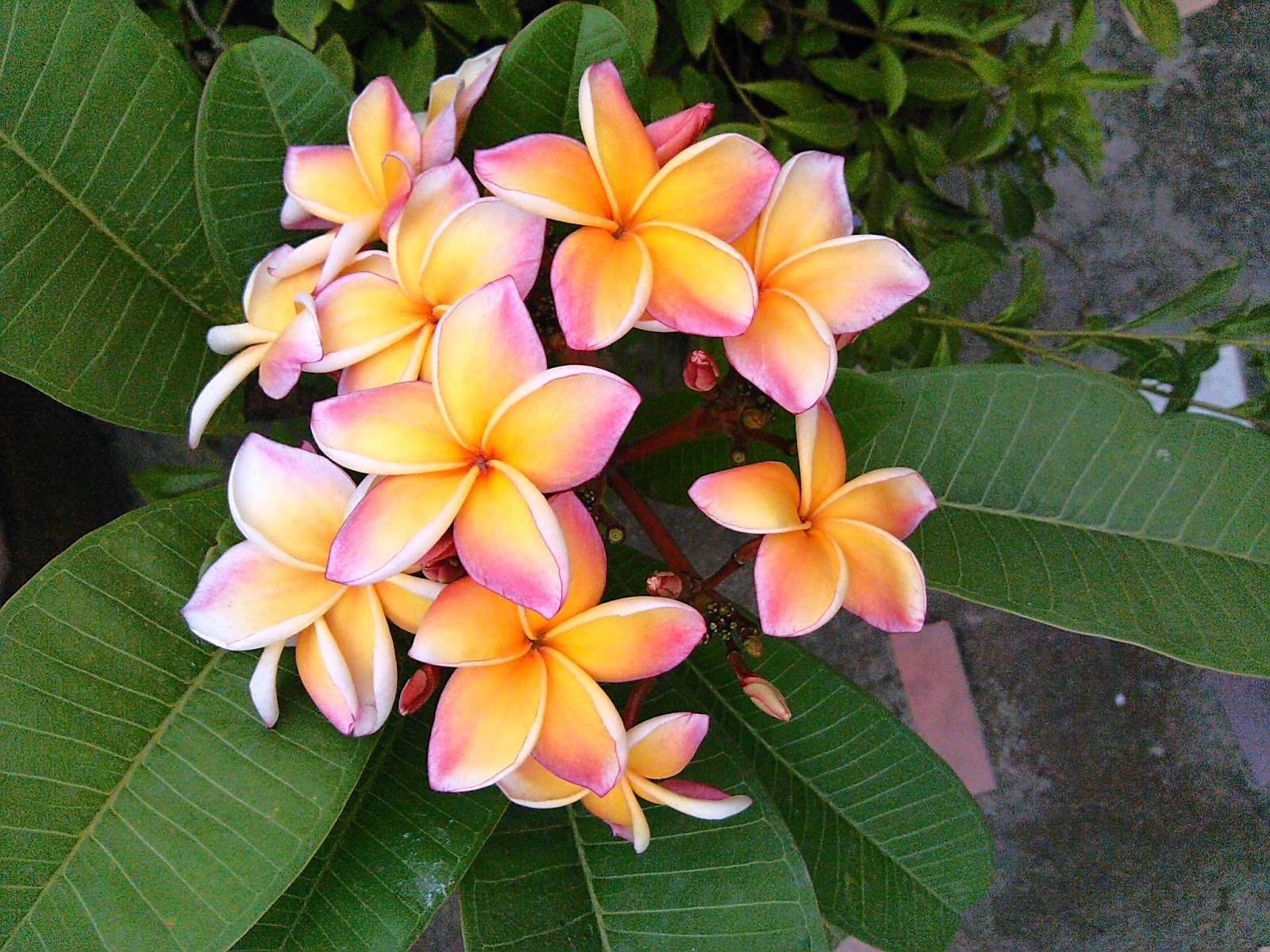 Превью Чампа