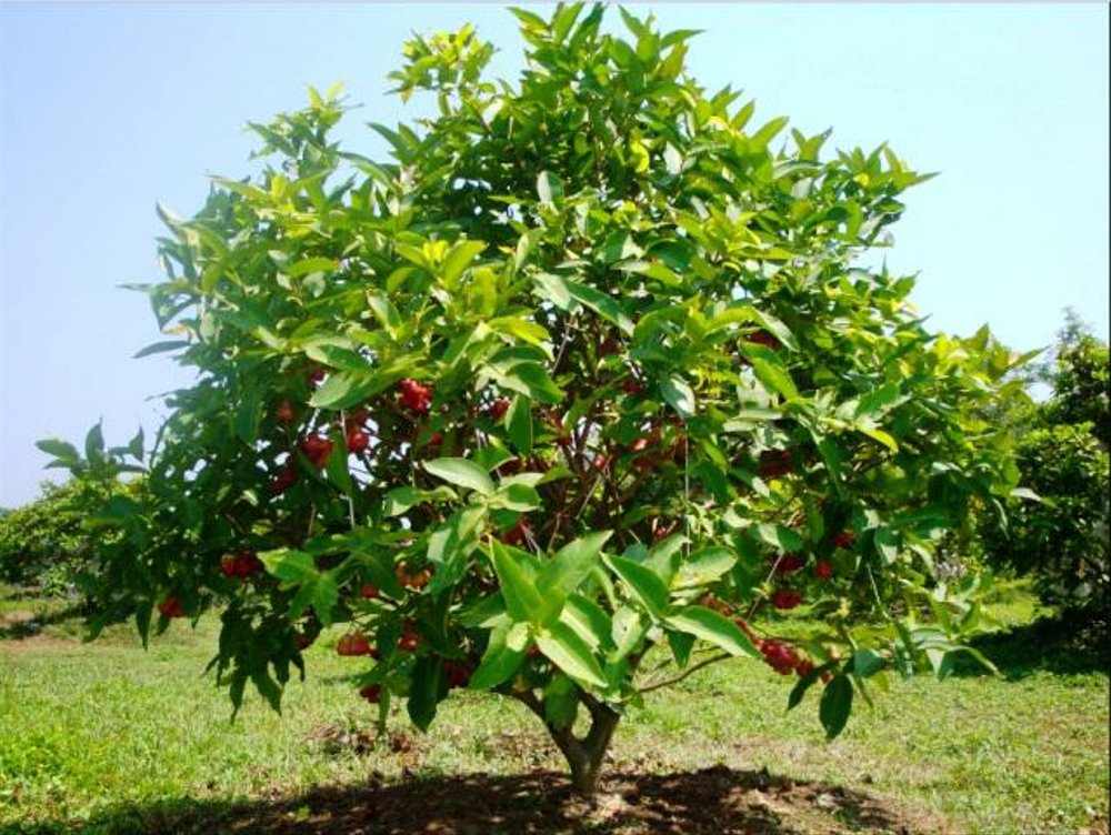 Превью Джамбу