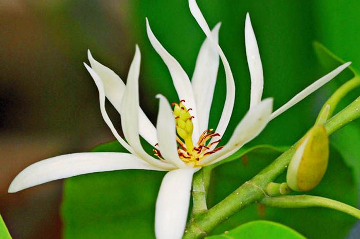 Превью Кетаки,
Капиттха,
Каранджа,
Сал