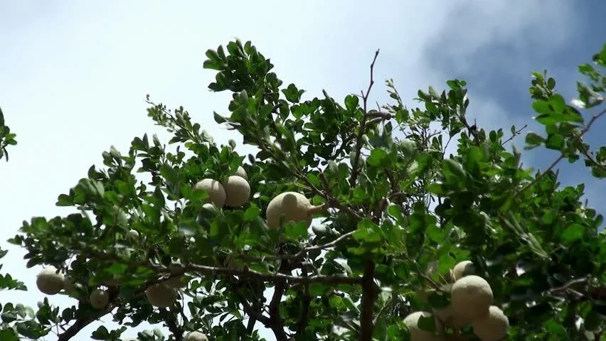 Превью Кетаки,
Капиттха,
Каранджа,
Сал