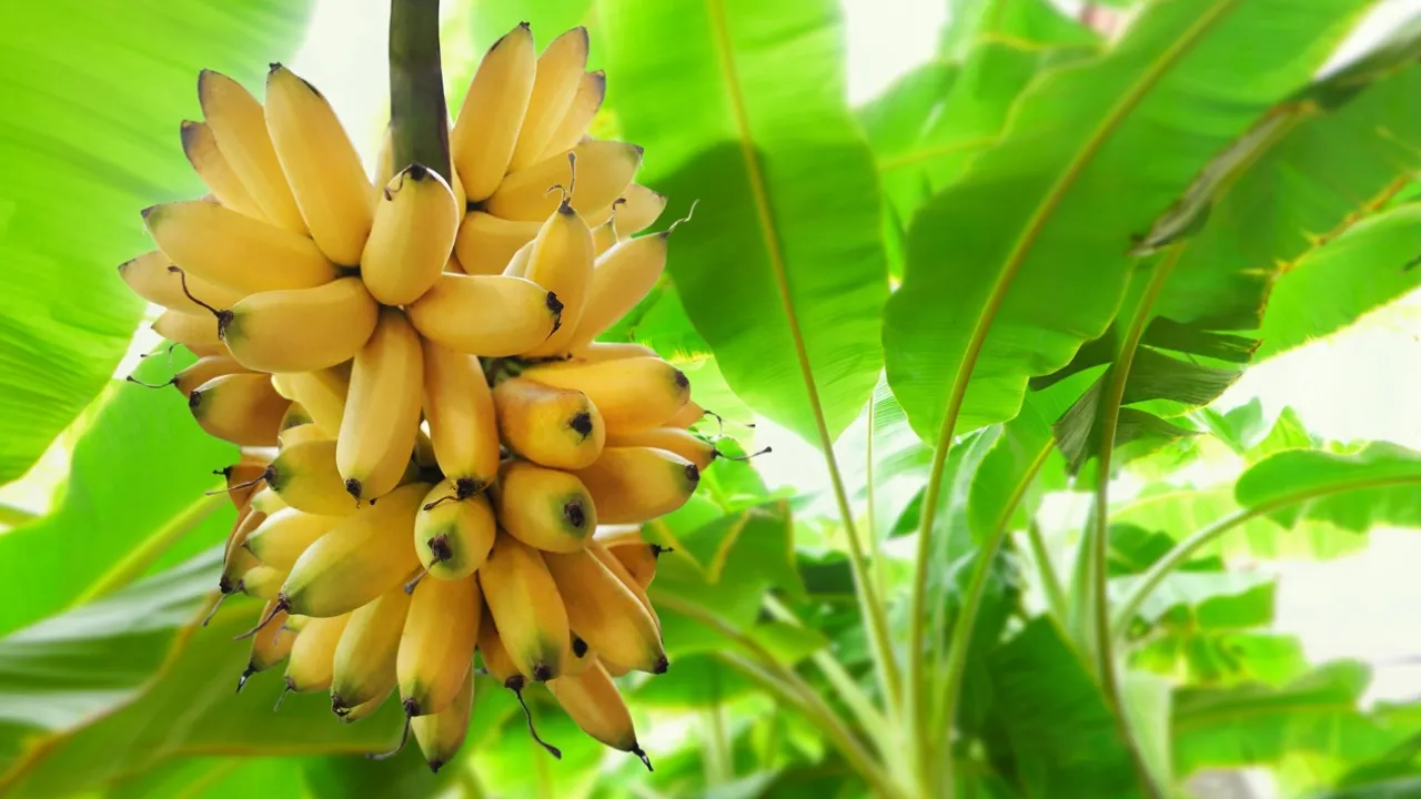 Пальма Банана