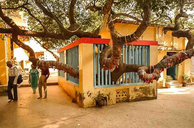 Превью  Бакула,
Гуава,
Пуннага,
Пипал