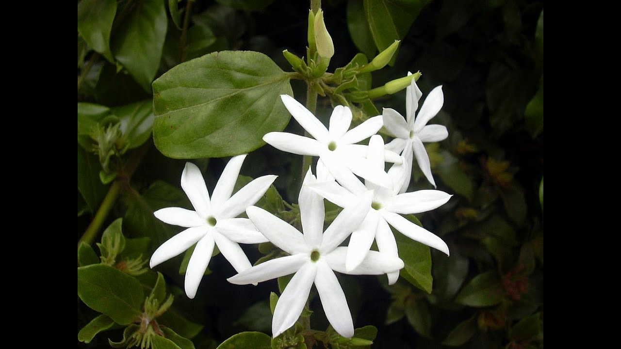 Превью Кунда